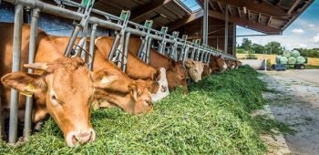 Understanding the Future of Global Market